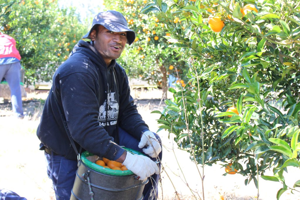 An overseas worker at the local 2PH farm. An overseas worker at the local 2PH farm.